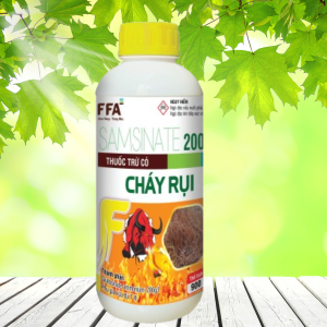 CHÁY RỤI